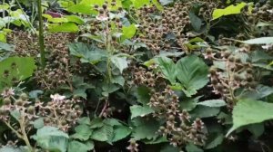 КАК УХАЖИВАТЬ ЗА ЕЖЕВИКОЙ ЧТОБЫ БЫЛ БОГАТЫЙ УРОЖАЙ