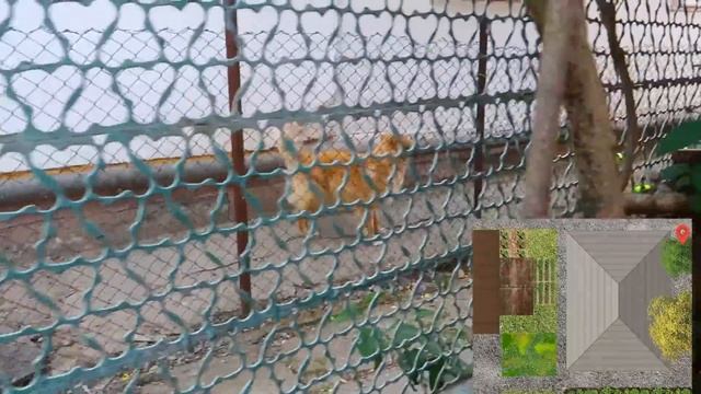 Живность в доме на Юге смотреть онлайн