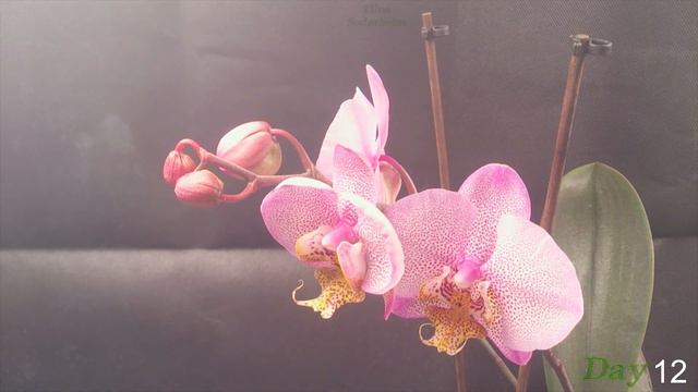 Purple Orchid Time Lapse - 21 Days Blooming смотреть онлайн