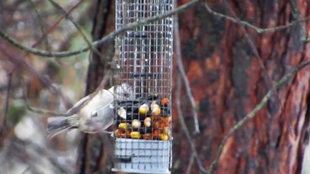 Чубатая сініца на кармушцы/ Хохлатая синица / European crested tit at feeder (Lophophanes cristatus смотреть онлайн