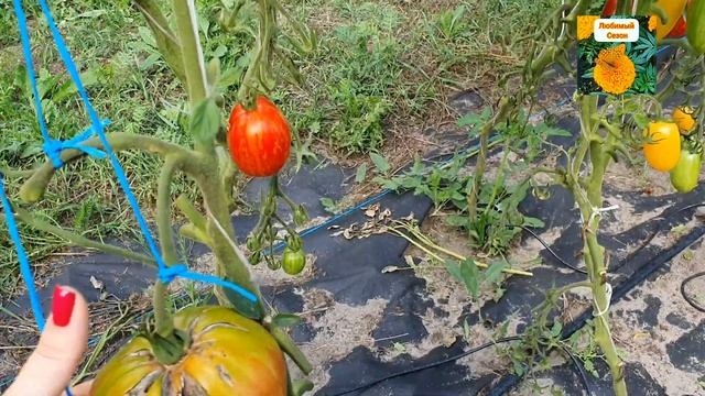 ОБЗОР ТОМАТОВ В ОТКРЫТОМ ГРУНТЕ 17 АВГУСТА 2023 ГОДА ПОСЛЕ ОБРЕЗКИ ЛИСТВЫ. смотреть онлайн