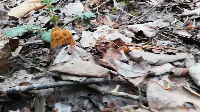 Сморчковая шапочка Хабаровск 2022 смотреть онлайн