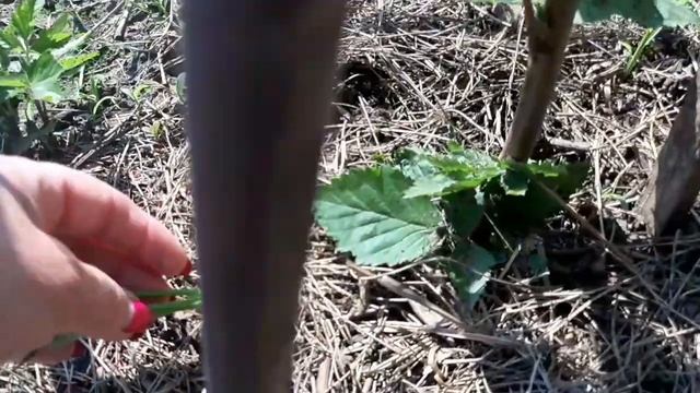 Ожина сорт Дойл, як доглядати та розмножити. Ежевика, как легко размножить. смотреть онлайн