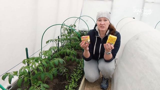 Не успели обработать теплицу весной?Теплица без болезней и вредных насекомых - это реально. смотреть онлайн