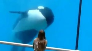 Кит убийца в деле