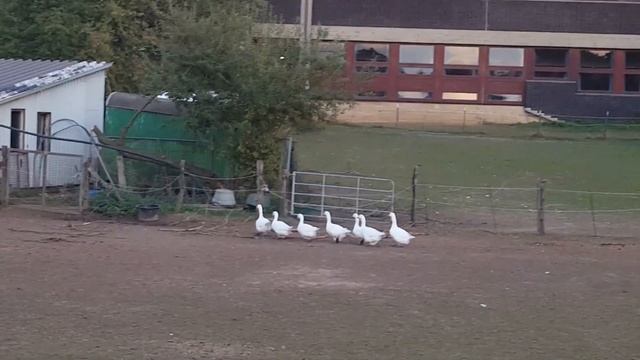 Гуси белые, домашние - дело было вечером!, Аnimals,Tiere смотреть онлайн
