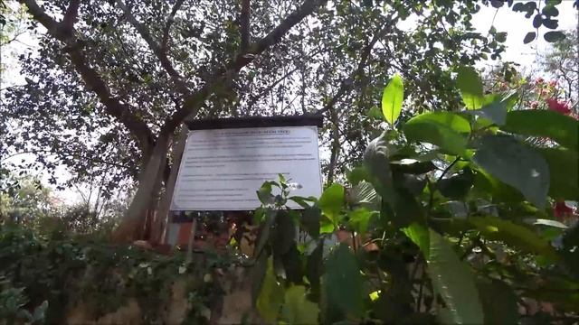 26 Индия 2022. Наши карты заблокированы... Жизнь летучих лисиц, столько в одном месте вы не видели! смотреть онлайн