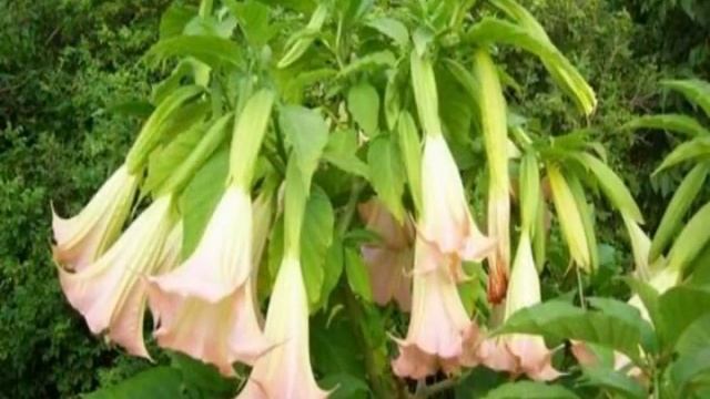 Цветок бругмансия смотреть онлайн