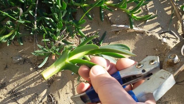 Sukkulent xalı bitkilər: Karpobrotus, Delosperma və Apteniya (Carpobrotus,Delosperma,Aptenia) смотреть онлайн