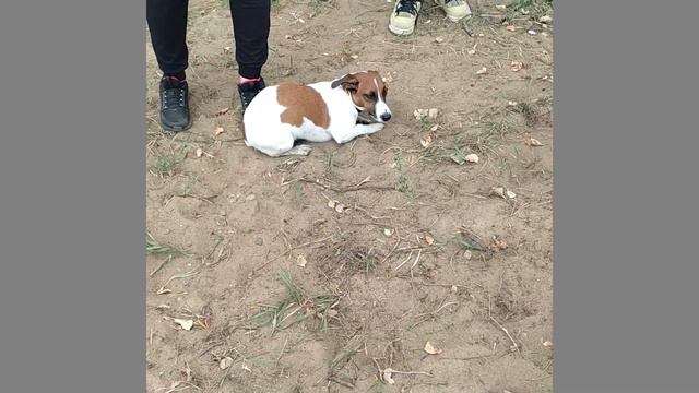 Скромная красотка Энни смотреть онлайн