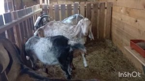 Размеры нашего козлятника. Чем отапливаем.