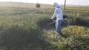 Бензокоса кайман.Обзор и работа