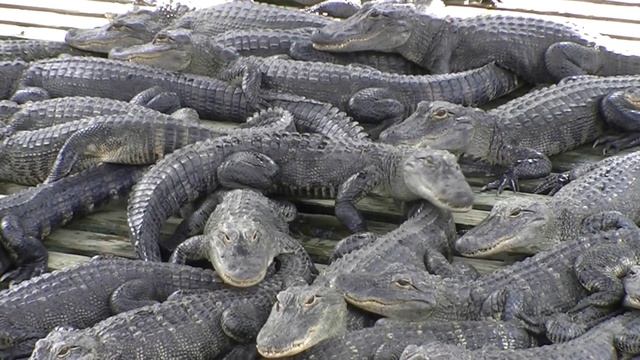 Young Alligators (Alligator Mississippiensis)