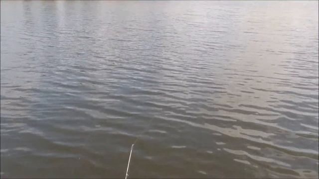 Рыбалка для кошки смотреть онлайн