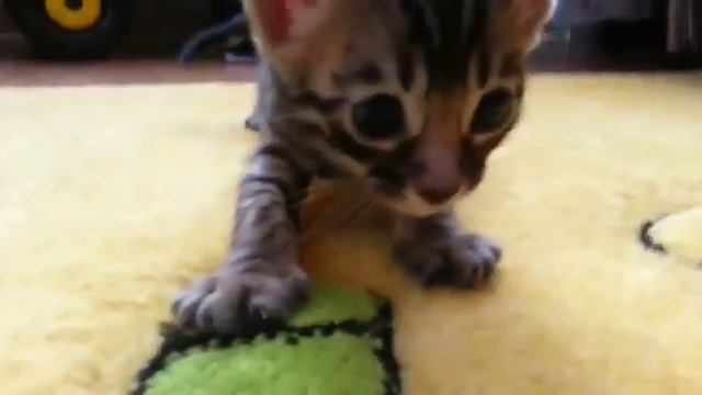 Котята бенгальские. Весна 2015