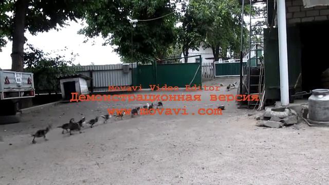 Утки как солдаты в армию.) смотреть онлайн