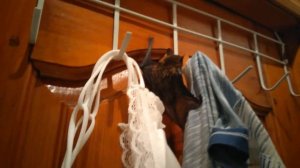 Летучая мышь как домашний питомец.