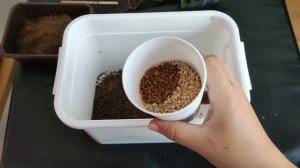 Пересадка фикуса микрокарпа в экспериментальный грунт.