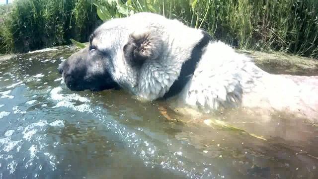 Боремся с жарой вместе. смотреть онлайн