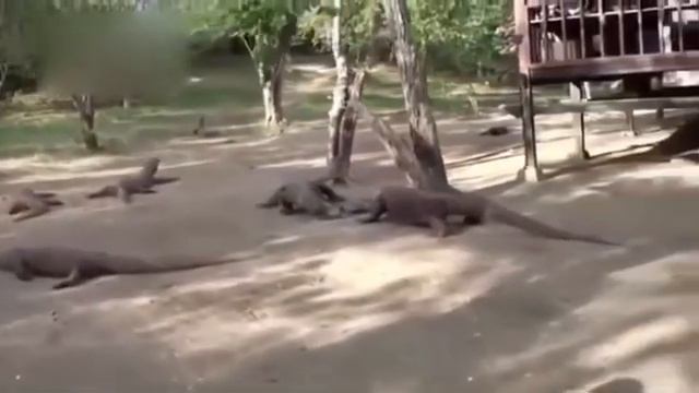 Komodo Dragon vs cobra who is the king | caught in the act смотреть онлайн