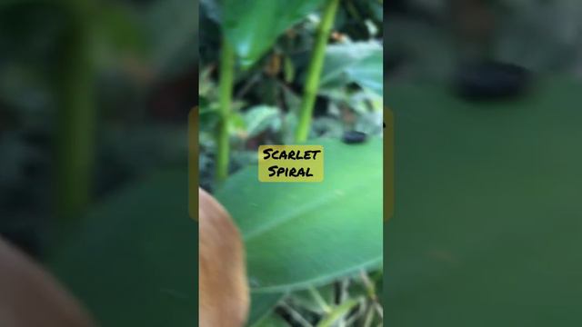 Scarlet spiral,ginger media,ginger lily смотреть онлайн