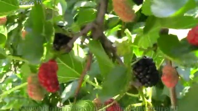 ШЕЛКОВИЦА - ПЛОДЫ - ТУТОВНИК - mulberry fruits смотреть онлайн