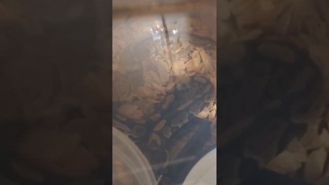 Королевский питон смотреть онлайн