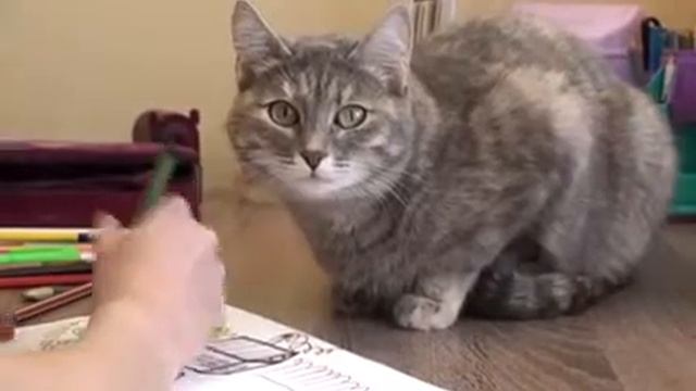 Сказка «Капризная кошка» В. Сутеев смотреть онлайн