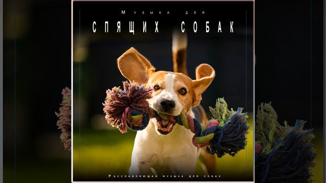 Сонная музыка для собак смотреть онлайн