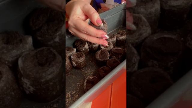 Пробую снова вырастить эустому. Раньше она даже не всходила. 3 декабря начала свой эксперимент