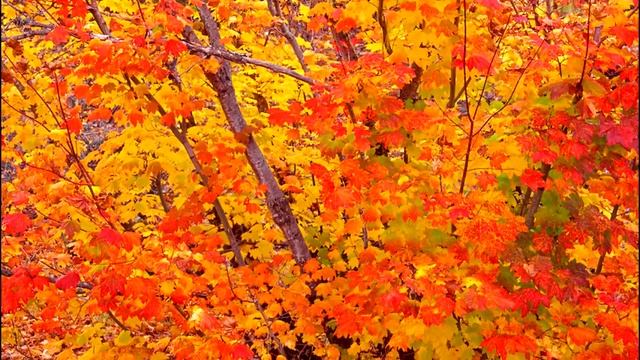 Золотая пора (фрагмент) смотреть онлайн