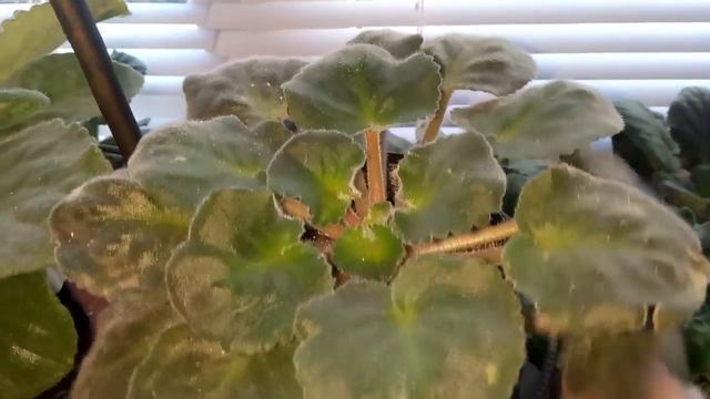 НЕКОГДА ТАК НЕ ДЕЛАЙ !ЭТА ВОДА УБИВАЕТ МОИ ФИАЛКИ ЖЕСТЬ ЧТО С ФИАЛКАМИ !ЧЕРНЫЕ ЛИСТЬЯ ! смотреть онлайн