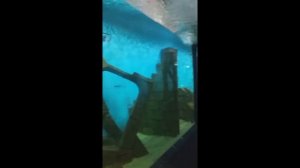 Океанариум