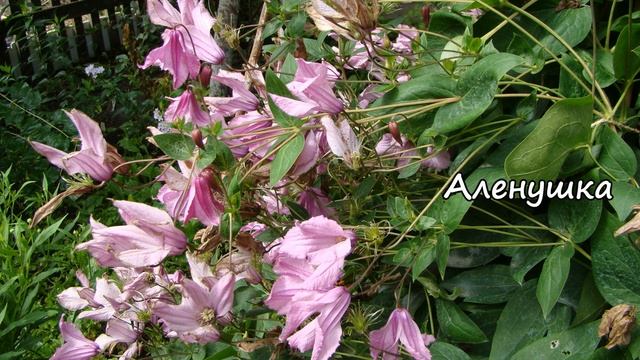 Клематисы. Heather Herschell (Хезер Хершелл)