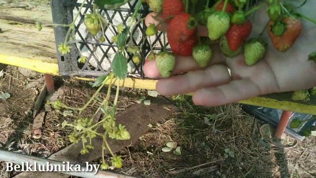 Сорт клубники Остара ? НСД. Belklubnika.by смотреть онлайн