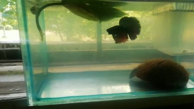 нерест петушков. Отнерестились на 2 день есть икра. Ждём лечинку. #акварюмистика смотреть онлайн