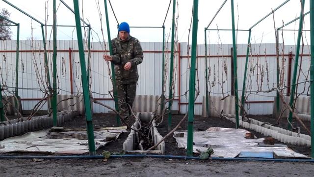 Укрытие винограда на зиму - быстро, легко, надежно, и наименее трудозатратно! смотреть онлайн