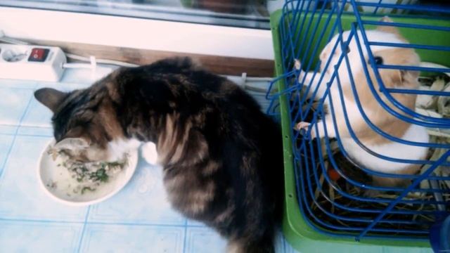 Куриная печень для кошки смотреть онлайн