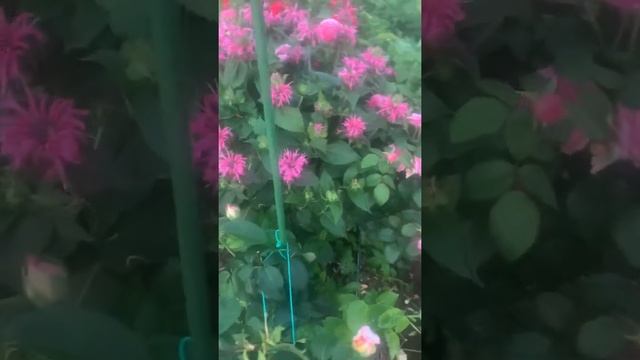 Роза лариса смотреть онлайн