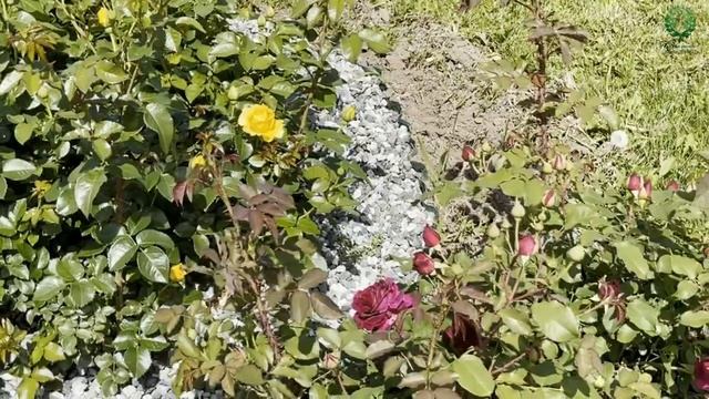 Начало цветения красивого дуэта! Роза № 10 и Манстед Вуд. Питомник ? и ? Е. Иващенко смотреть онлайн