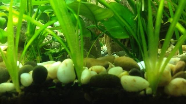 Боция мраморная и улитка/Botia lohachata&snail смотреть онлайн