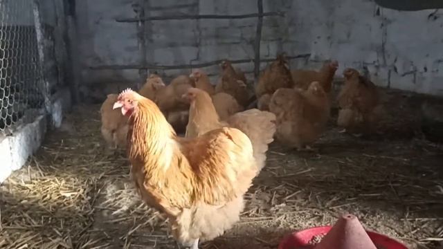 Палевый Орпингтон 2021г смотреть онлайн