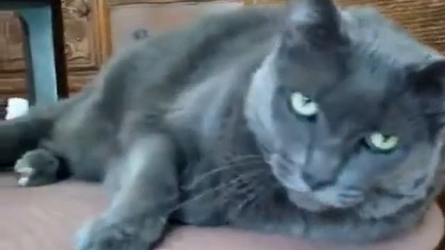 Самый злой кот в мире как бы смотреть онлайн