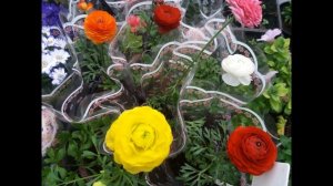 Ранункулюс. Выращивание к 8 марта.