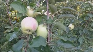 Яблоня сорт Память Есаулу.  Редкие сорта в наших садах.