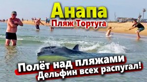#Анапа ПОЛЁТ НАД ПЛЯЖАМИ. ДЕЛЬФИН ОХОТИТСЯ У БЕРЕГА! РАСПУГАЛ ОТДЫХАЮЩИХ!