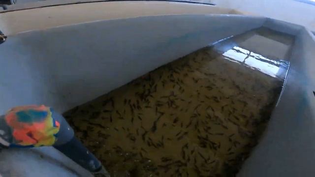 Стербел и Стерлядь в УЗВ / Рост за месяц смотреть онлайн