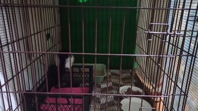 Первые жители КотоДома смотреть онлайн