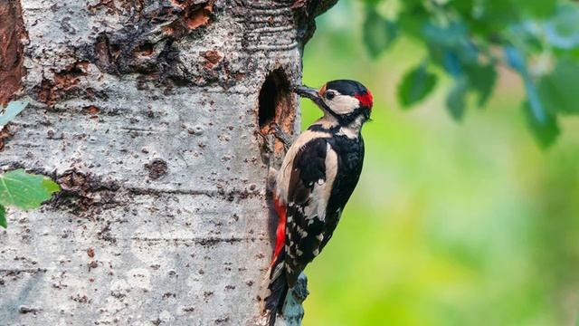 Дятел. Звуки дятла. Как стучит дятел. Красивая птица дятел! смотреть онлайн