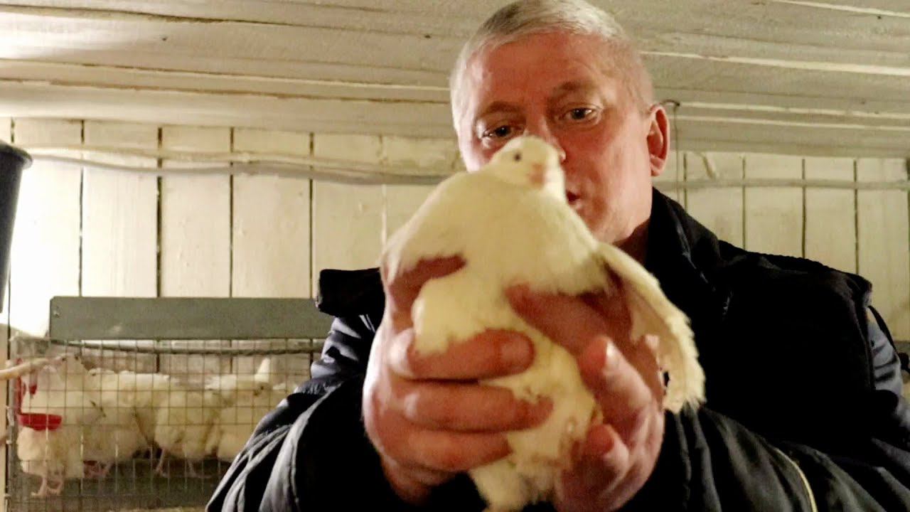 Перепел белый гигант, до какого срока набирает вес? смотреть онлайн
